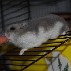 Dværghamster Mini (død: 26/6-2011)
