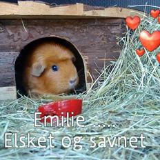 Marsvin Emilie R.I.P.