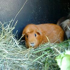 Marsvin Emilie R.I.P.