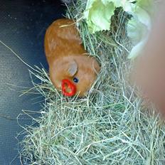 Marsvin Emilie R.I.P.