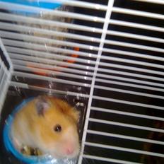 Hamster Speedi