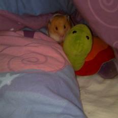 Hamster Speedi