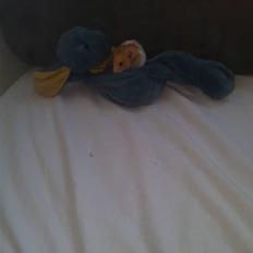 Hamster Speedi