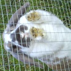 Kanin Jolly Jumper (FEDE)
