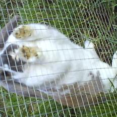 Kanin Jolly Jumper (FEDE)