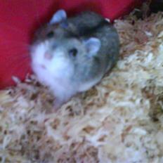 Dværghamster Pancake