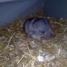 Chinchilla Otkjærs Sofus