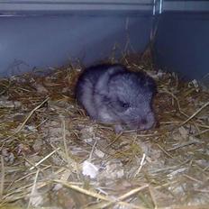 Chinchilla Otkjærs Sofus