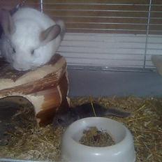 Chinchilla Otkjærs Sofus