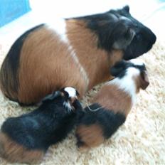 Marsvin Miss Micro Mini <3