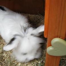 Kanin Bevino's Viktor