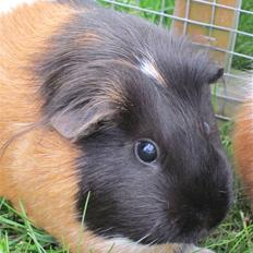 Marsvin Miss Micro Mini <3