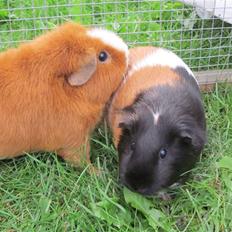 Marsvin Miss Micro Mini <3