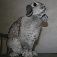 Kanin Svendgårdens Trille