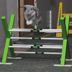 Kanin Svendgårdens Trille