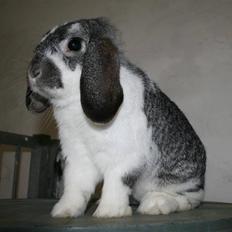 Kanin Hønsehusets Bambi - RIP