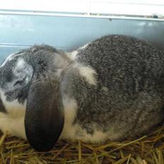 Kanin Hønsehusets Bambi - RIP