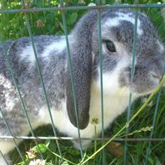 Kanin Hønsehusets Bambi - RIP