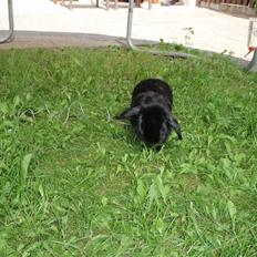 Kanin Bella R.I.P og SOV SØDT 