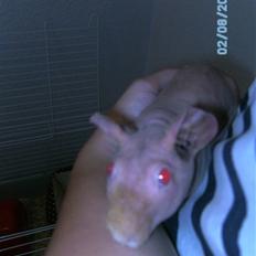 Marsvin Gizmos Vinca minor