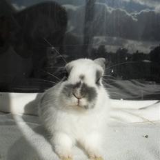 Kanin  Princess Blue solgt