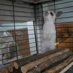 Kanin  Princess Blue solgt