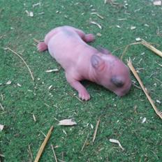Kanin  Princess Blue solgt
