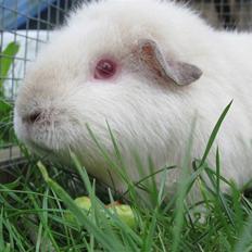 Marsvin Snebolden <3 Solgt!