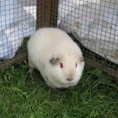 Marsvin Snebolden <3 Solgt!