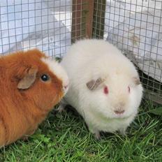 Marsvin Snebolden <3 Solgt!