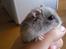 Dværghamster Kasmir R.I.P:'(