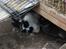 Kanin | Ziggy's Cleopatra R.I.P - ZZZzzZZzz!