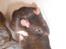 Tamrotte Victor RIP - 20/7-10
