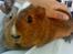 Marsvin R.I.P Stella 08/11/13 - Stella :)