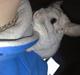 Chinchilla Anton