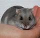 Dværghamster Mini (død: 26/6-2011)