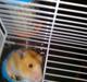 Hamster Speedi