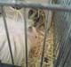 Hamster nullermand