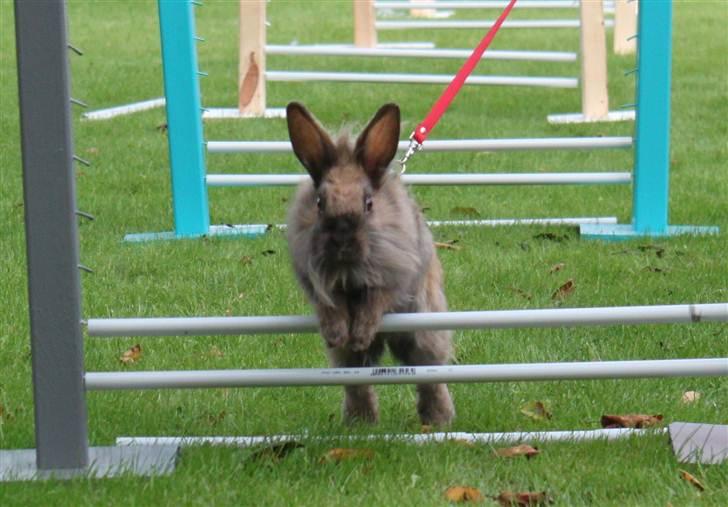 Kanin Nuggi - ...:) billede 1