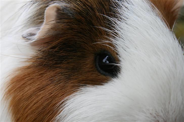 Marsvin Freja billede 11