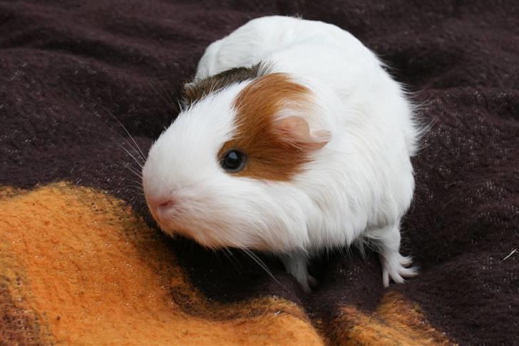 Marsvin Freja billede 12