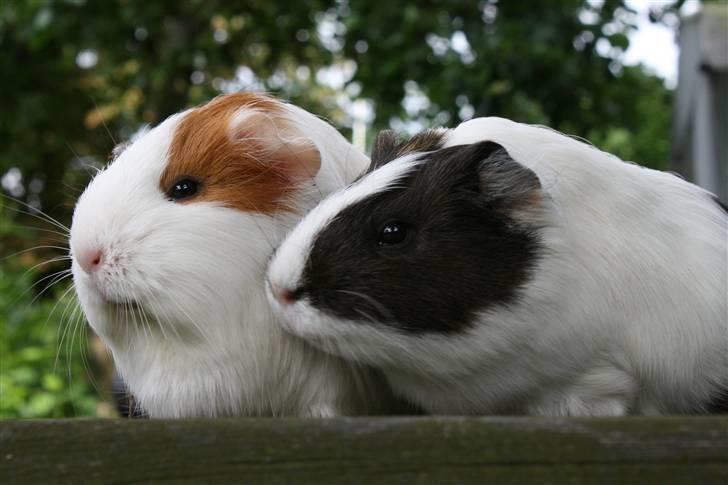 Marsvin Freja billede 13