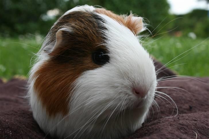 Marsvin Freja billede 14