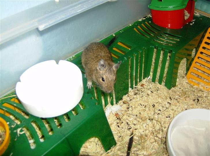 Degu Ditte billede 1