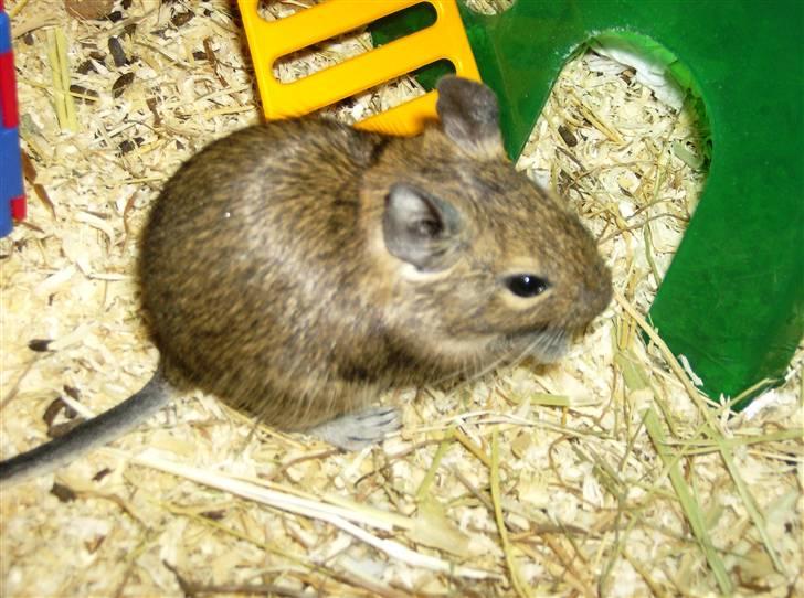 Degu Ditte billede 2
