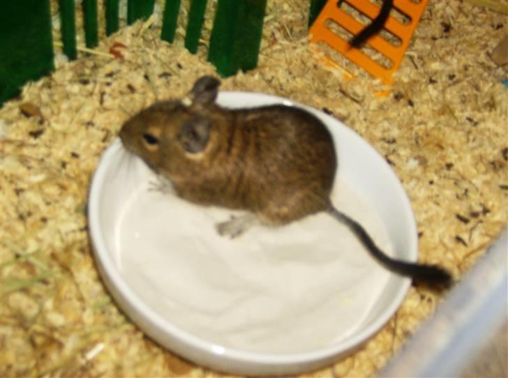 Degu Ditte billede 3