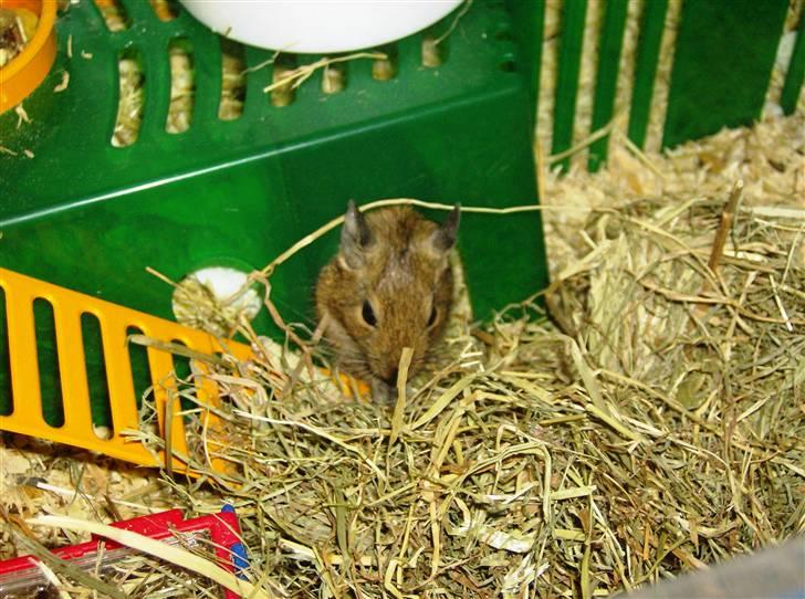 Degu Ditte billede 4