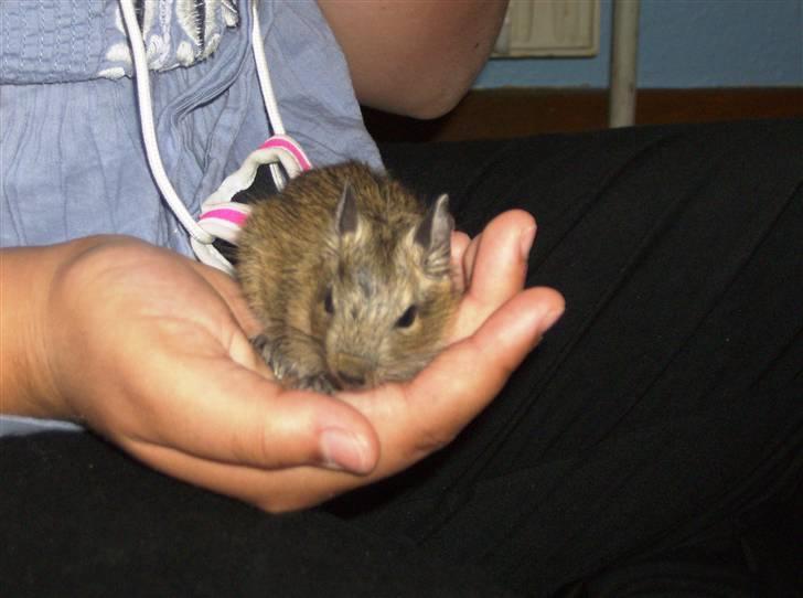 Degu Ditte billede 5