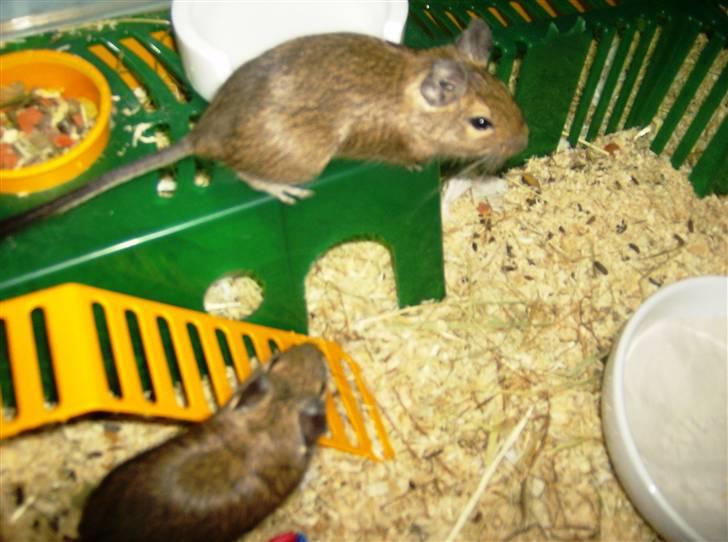 Degu Ditte billede 6