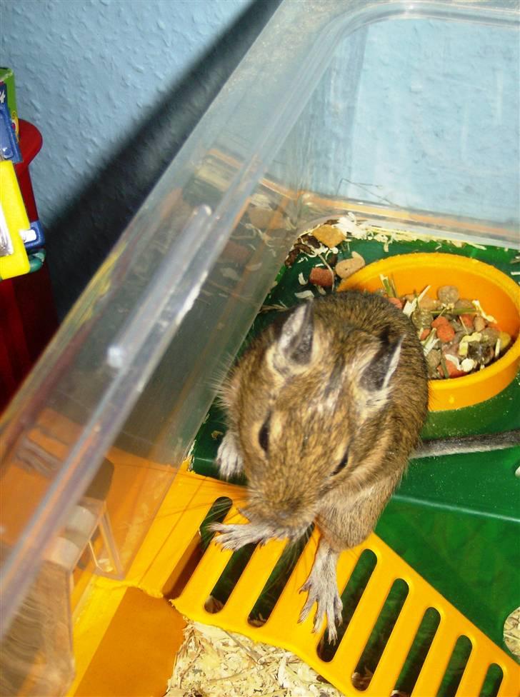 Degu Ditte billede 7